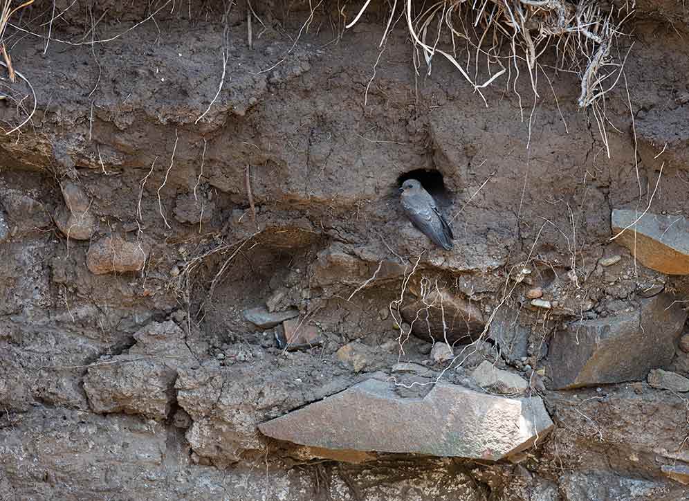 Brown-throated Martin at nest hole